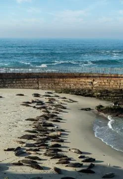 Seals and sea lions sunbathing Stock Photos