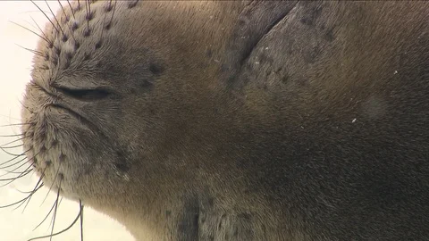 Seals in Antarctica Video stock 114414393