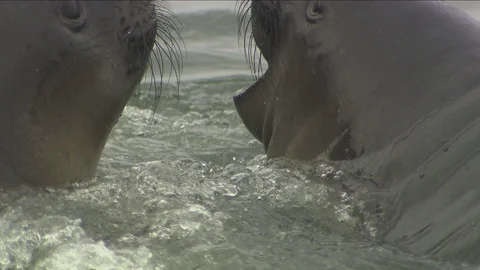 Seals in Antarctica Stock Footage 114415509