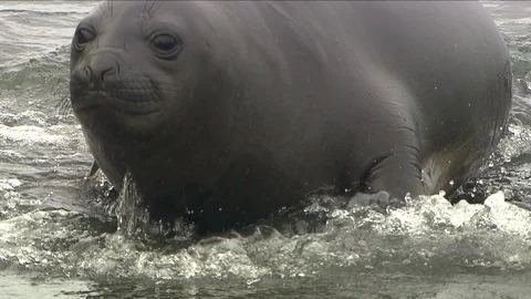 Seals in Antarctica Stock Footage 114467845