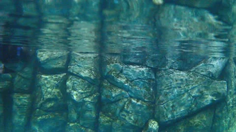 Seals in basin Stock Footage