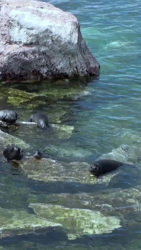 Seals Bask on Rocks in Lake Baikal in Summertime Stock Footage 340485859
