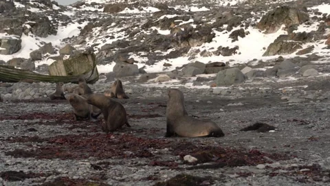 Seals bask on rocky shore as snow-capped mountains stand tall Video stock 337053377