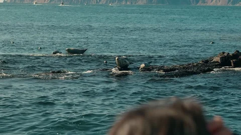 Seals bask in sun on rocky islets and swim in sea. Numerous excursion yachts Stock Footage 327921686