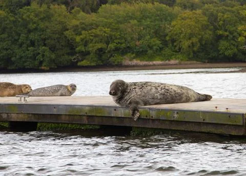 Seals basking in the sun. Stock Photos