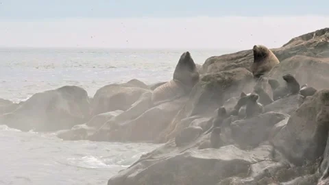 Seals Basking Under the Sun on Rocky Shores With Ocean Waves Rolling In Video stock 344616433