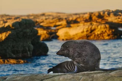 Seals basking under the sunset along the Kaikoura coastline in New Zealand Stock Photos