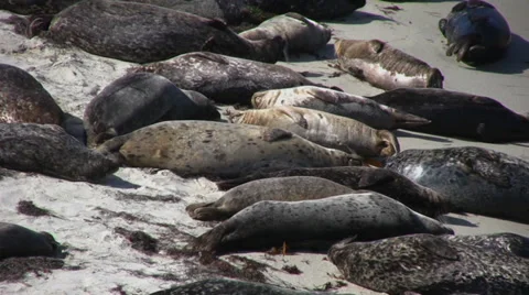 Seals on the beach 1 Stock Footage 32010296