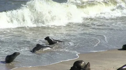 Seals on the beach (2) Stock Footage 12148073