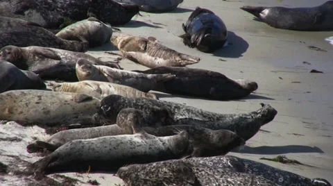 Seals on beach 2 Stock Footage 32000691