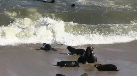 Seals on the beach (3) Stock Footage 12148082