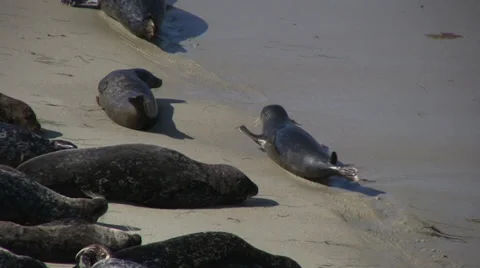 Seals on beach 3 Stock Footage 32009842
