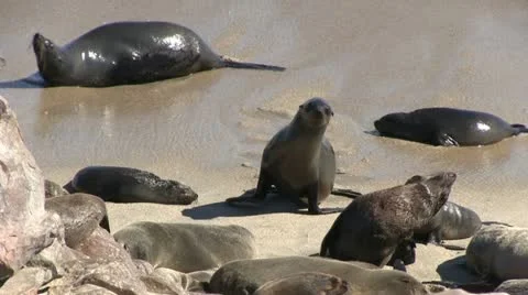 Seals on the beach (4) Stock Footage 12148112