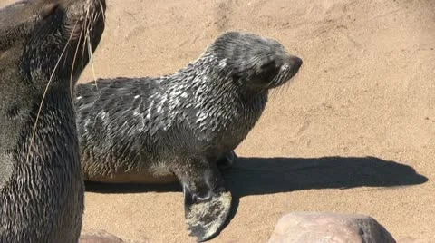 Seals on the beach (5) Video stock 12148181