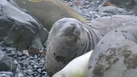 Seals on beach in Antarctica  Stock Footage 91103738