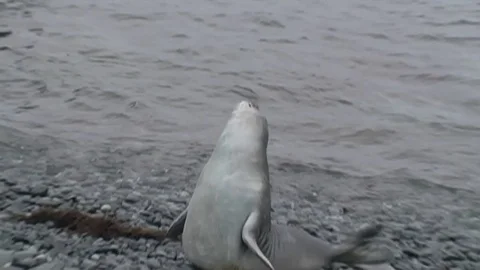 Seals on beach in Antarctica  Stock Footage 91103808