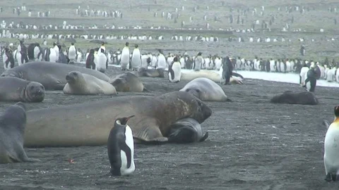 Seals on beach in Antarctica  Stock Footage 91103829