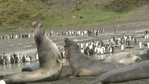 Seals on beach in Antarctica  Stock Footage 91103909