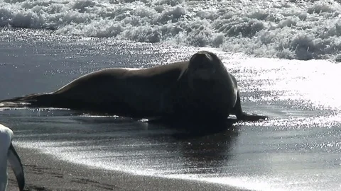 Seals on beach in Antarctica  Stock Footage 91103929