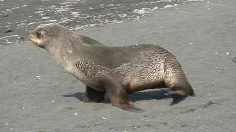 Seals on beach in Antarctica  Stock Footage 91103980