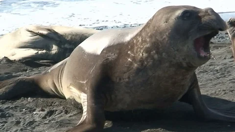 Seals on beach in Antarctica  Stock Footage 91103995