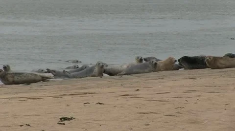 Seals on a Beach Stock Footage 10724551