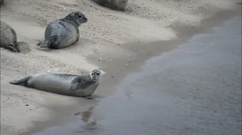 Seals On Beach Stock Footage 65260012