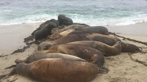 Seals on the beach Stock Footage 79406976