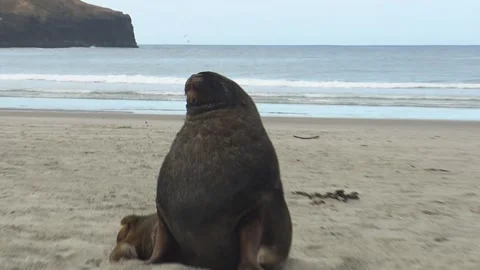 Seals on the Beach Stock Footage 333180235