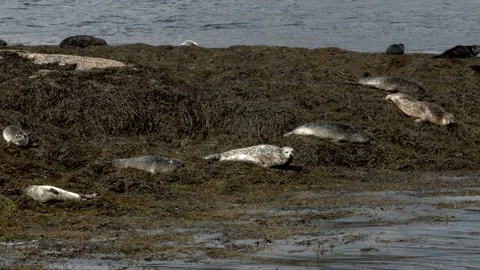 Seals on a beach 库存影片 346704851
