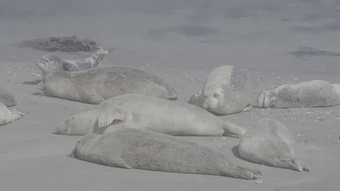 Seals on the Beach - Log Stock Footage