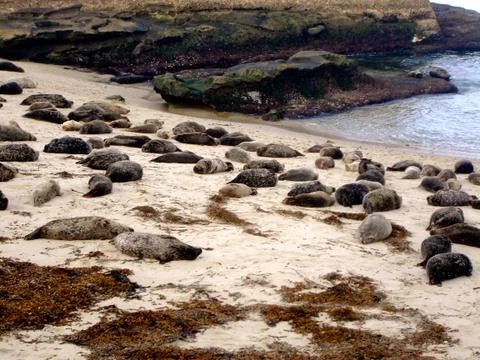 Seals on the beach Fotos Stock