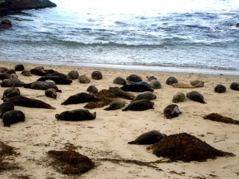Seals on the beach Fotos Stock