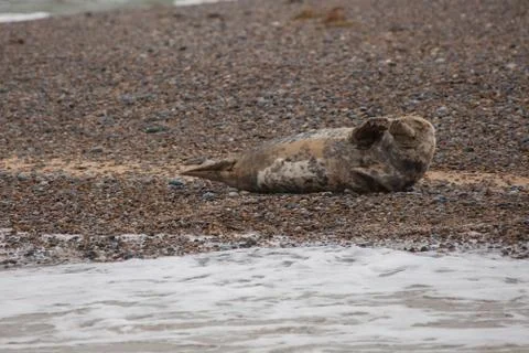 Seals on beach Stock Photos