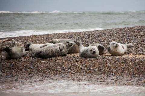 Seals on beach Stock Photos