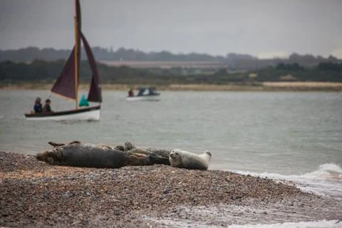 Seals on beach Stock Photos