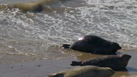Seals on beach with waves rolling crashing and splashing 1080p 120fps Stock Footage 148592051