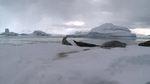 Seals on berg, Antarctica Stock Footage 34313623