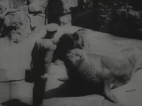 Seals at the Berlin Zoo Stock Footage 229035696