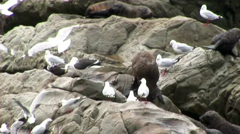 Seals birds Stock Footage 660112