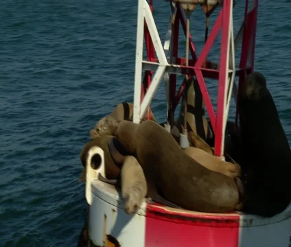 Seals on Buoy Stock Footage 46524115