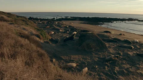 Seals on California Beach Vídeo Stock 46160919
