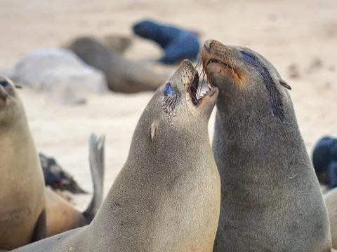 Seals at Cape Cross Stock Photos