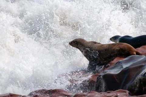 Seals at cape cross Stock Photos