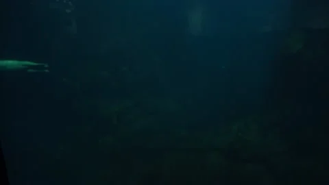 Seals Cavort Underwater Stock Footage 138724254