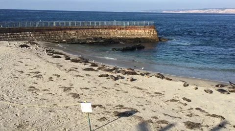 Seals in Children Pool, Point Mencinger, La Jolla Stockbeeldmateriaal 62181833