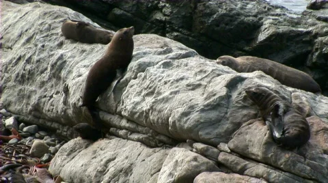 Seals chill Stock Footage 660005