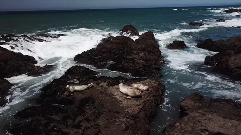 Seals on cliffs in Cambria sourrounded by waves, aerial 4k Stock Footage 92449068