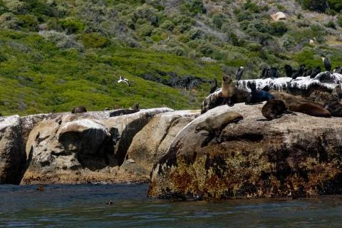 Seals on Cliffs Stock Photos
