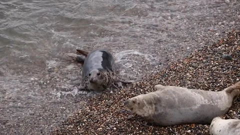 Seals Coming Ashore and Fighting on a Beach, County Wicklow Stock Footage 339085773